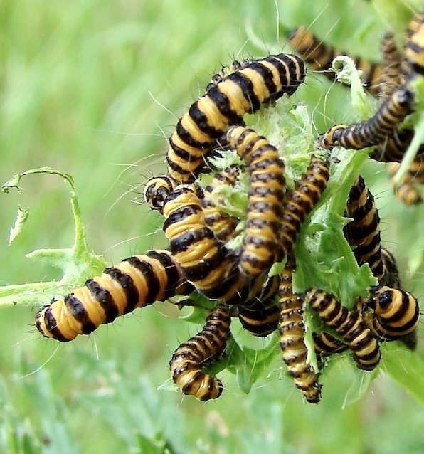 cinnabar